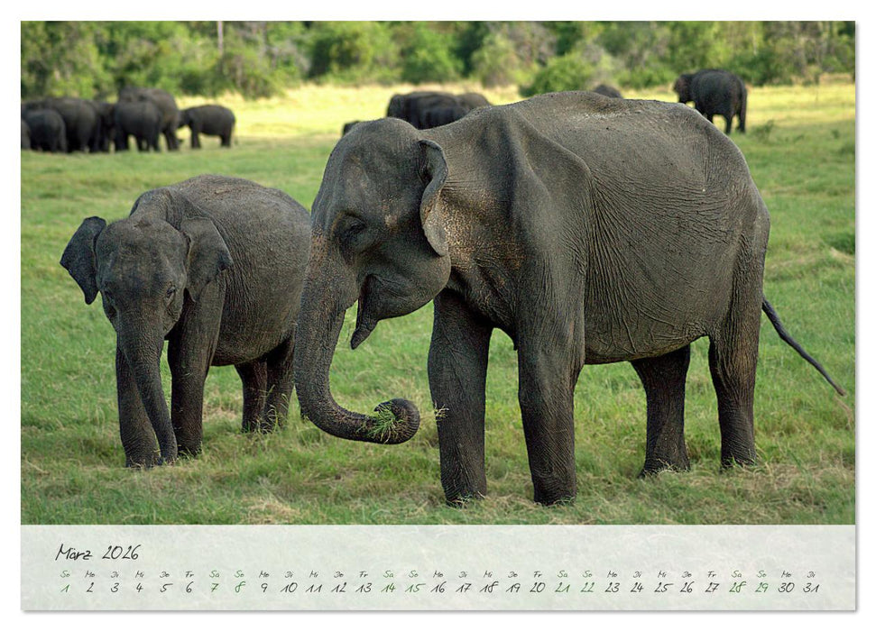 Verliebt in Sri Lanka (CALVENDO Wandkalender 2026)