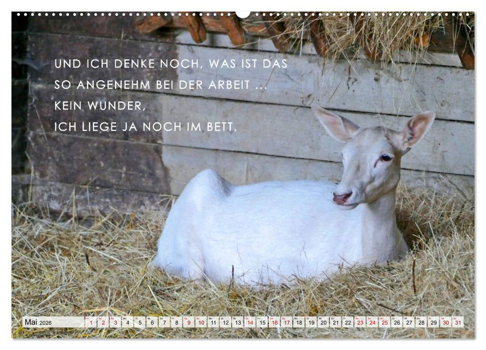 Müde, faul und arbeitsscheu (CALVENDO Premium Wandkalender 2026)