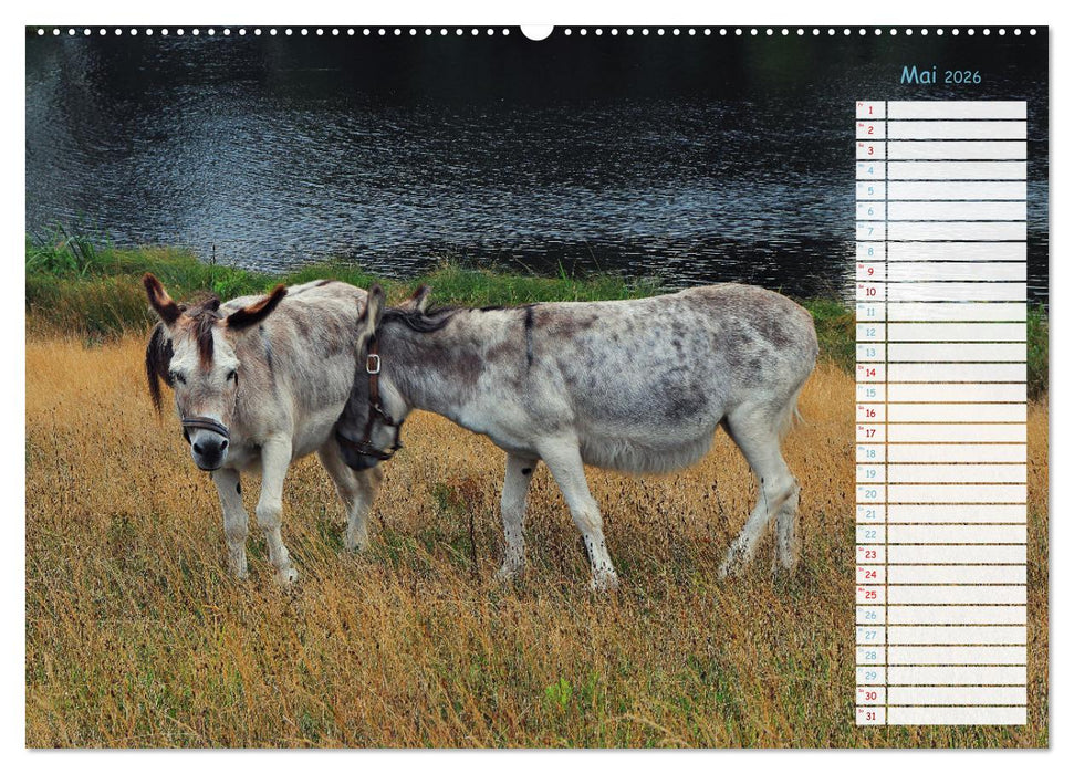 Zwischen Harz und Meer (CALVENDO Premium Wandkalender 2026)