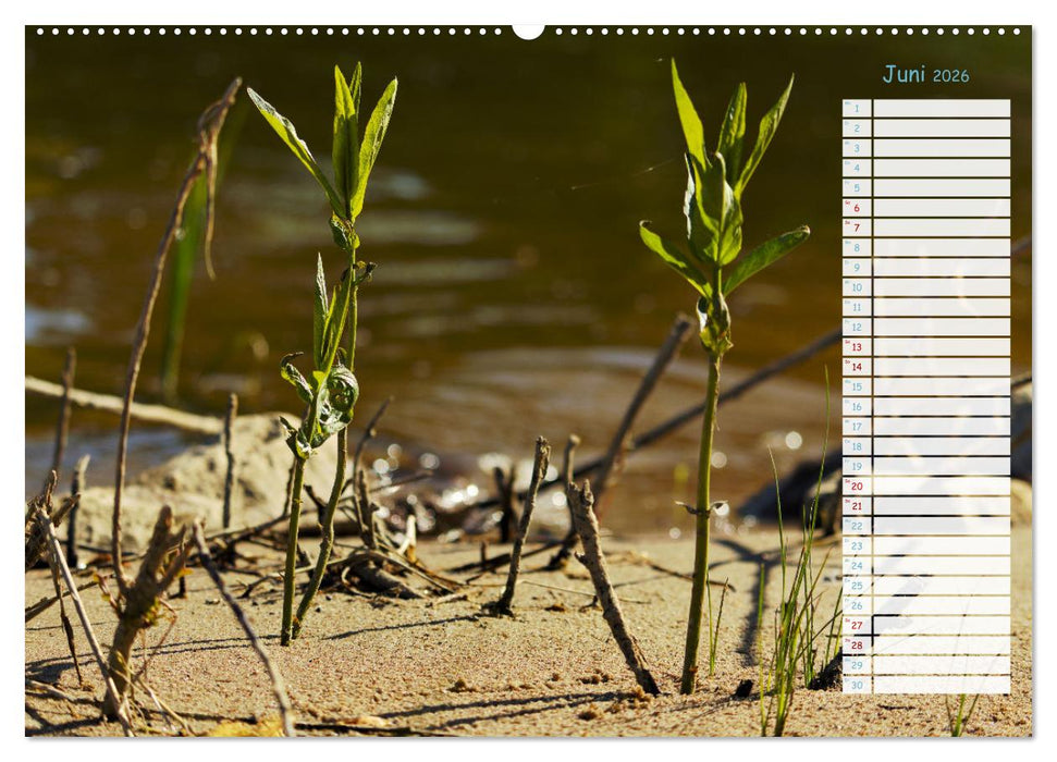 Zwischen Harz und Meer (CALVENDO Premium Wandkalender 2026)