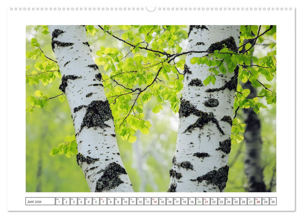 Birkenzauber (CALVENDO Wandkalender 2026)