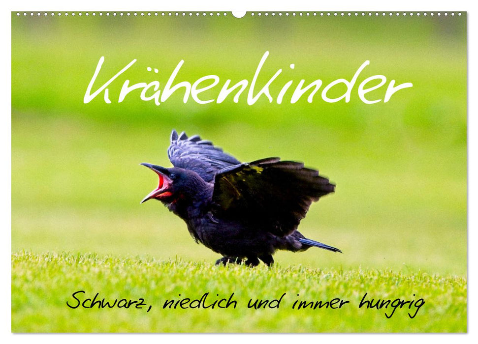 Krähenkinder - Schwarz, niedlich und immer hungrig (CALVENDO Wandkalender 2026)