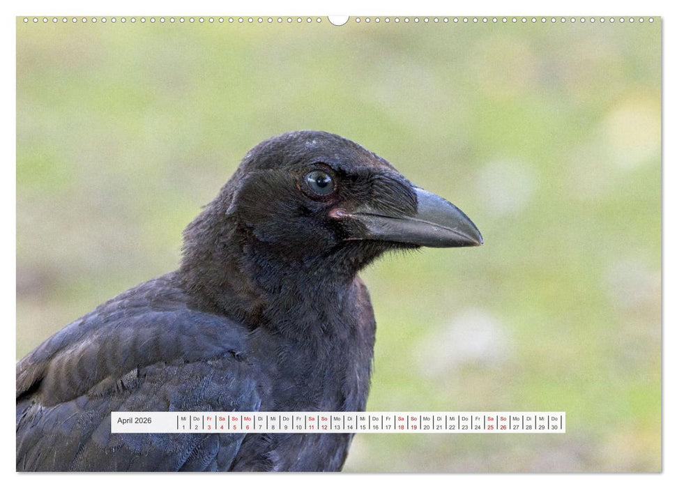 Krähenkinder - Schwarz, niedlich und immer hungrig (CALVENDO Wandkalender 2026)