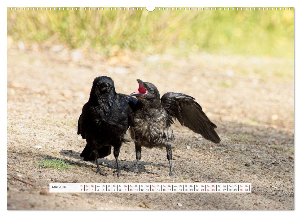 Krähenkinder - Schwarz, niedlich und immer hungrig (CALVENDO Wandkalender 2026)