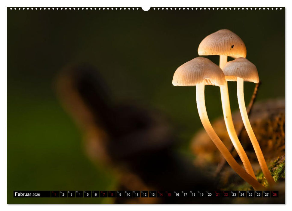 Wilde Pilze: Ein Kalender für Naturbegeisterte (CALVENDO Wandkalender 2026)