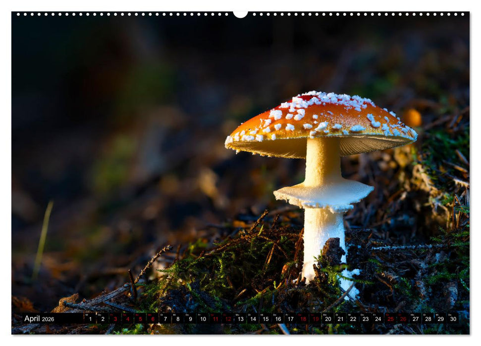 Wilde Pilze: Ein Kalender für Naturbegeisterte (CALVENDO Wandkalender 2026)