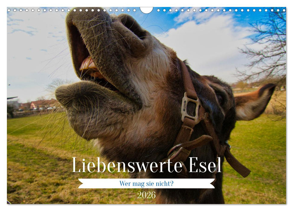 Liebenswerte Esel (CALVENDO Wandkalender 2026)