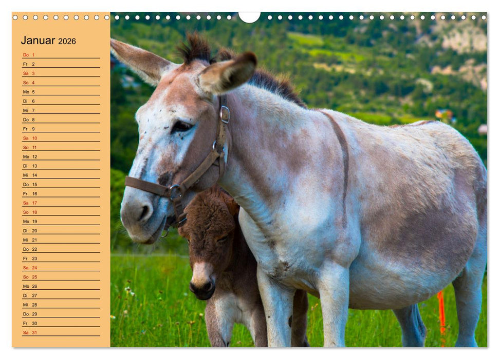 Liebenswerte Esel (CALVENDO Wandkalender 2026)