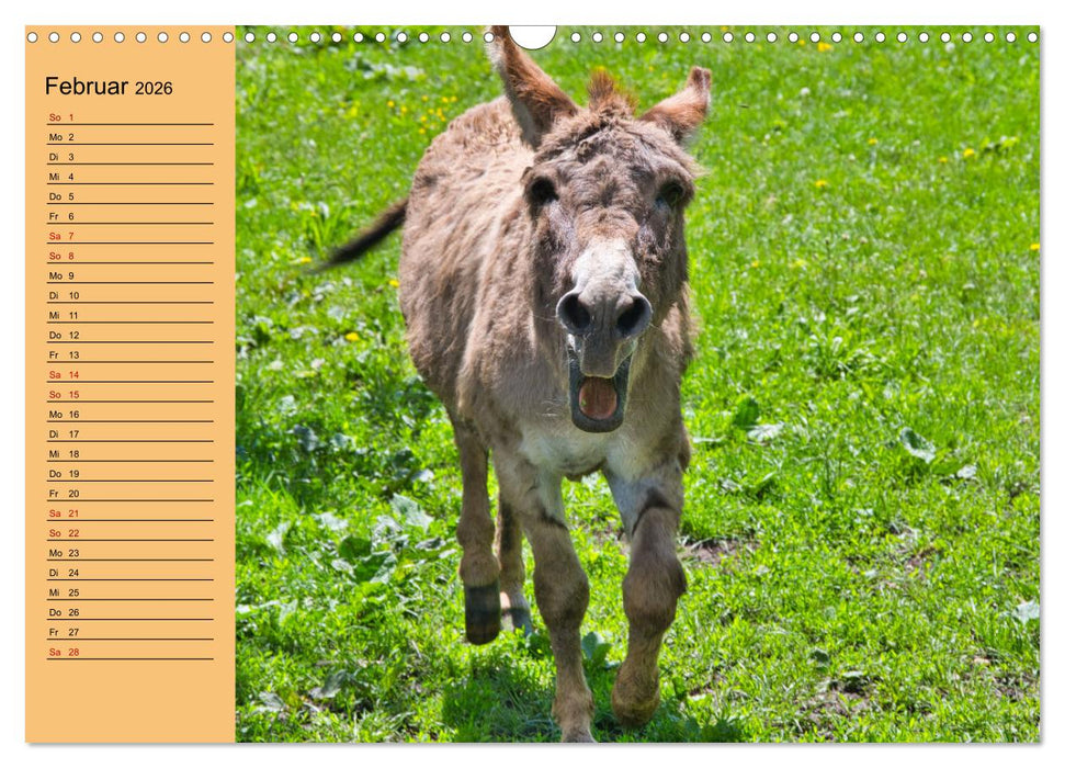 Liebenswerte Esel (CALVENDO Wandkalender 2026)