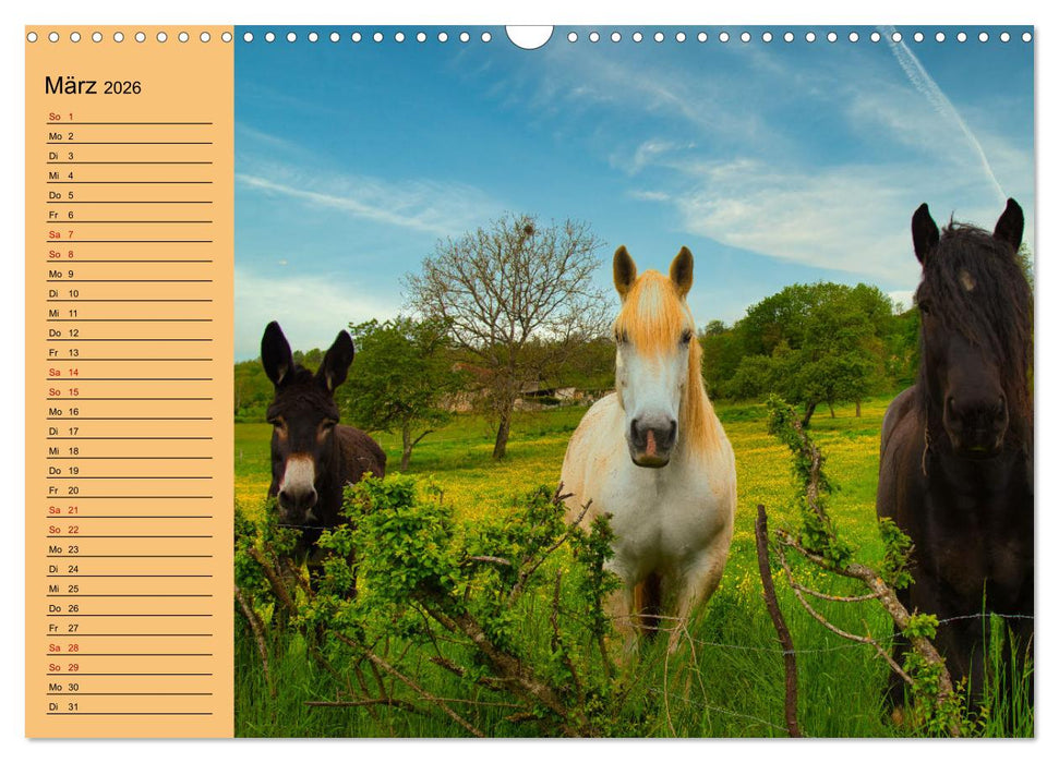 Liebenswerte Esel (CALVENDO Wandkalender 2026)