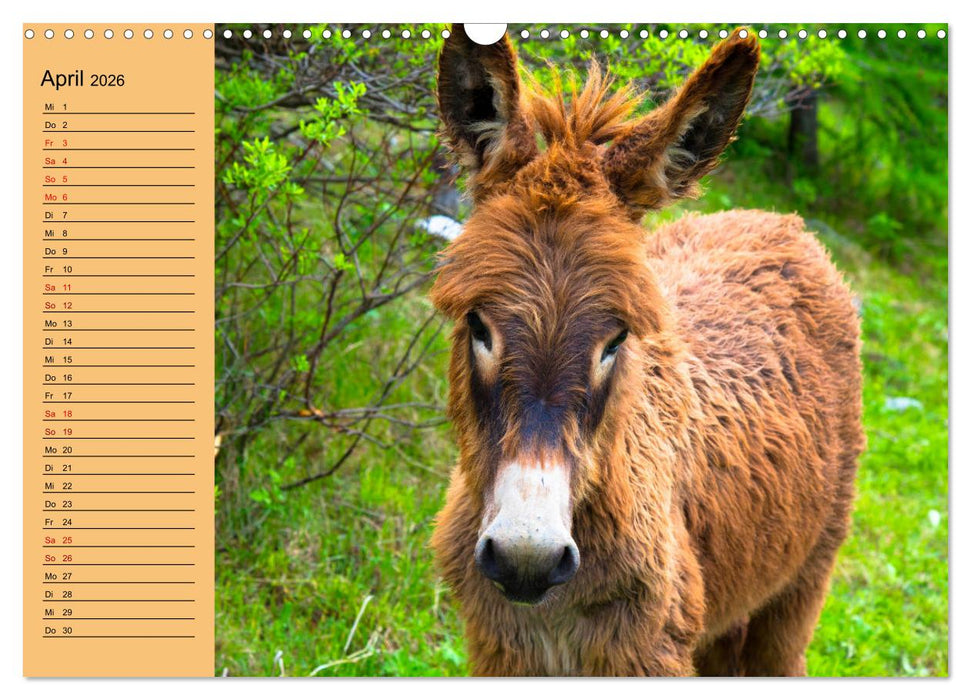 Liebenswerte Esel (CALVENDO Wandkalender 2026)
