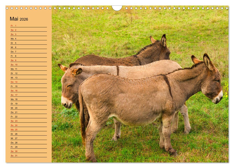 Liebenswerte Esel (CALVENDO Wandkalender 2026)