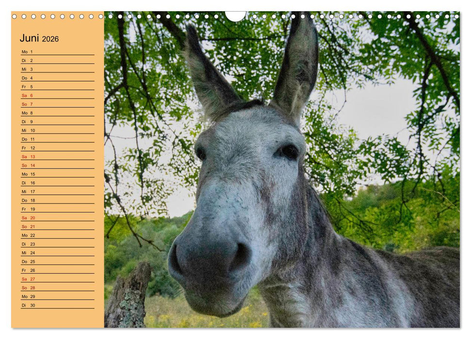 Liebenswerte Esel (CALVENDO Wandkalender 2026)