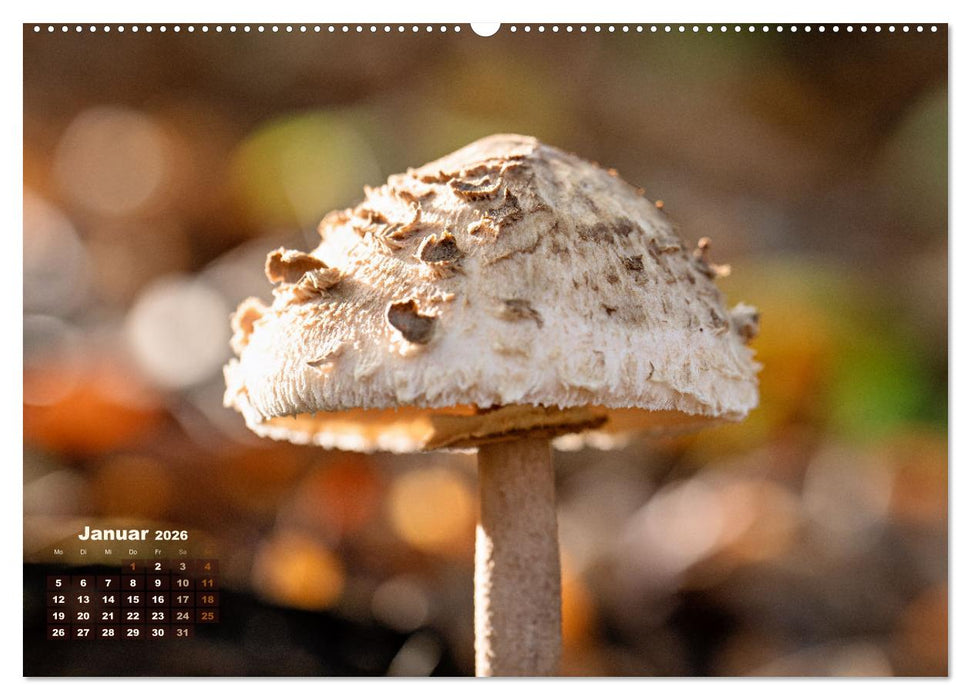 Fantastische Pilzwelten (CALVENDO Wandkalender 2026)