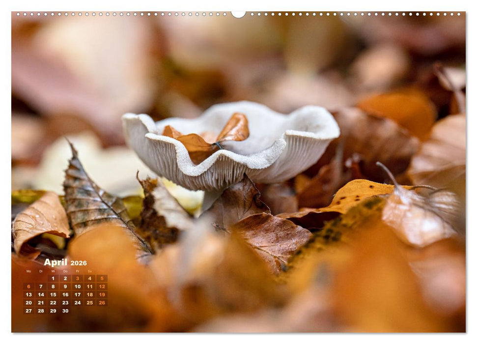 Fantastische Pilzwelten (CALVENDO Wandkalender 2026)
