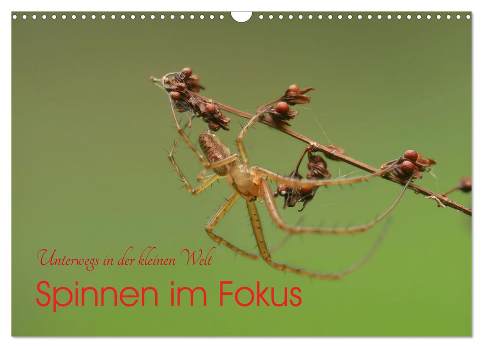 Spinnen im Fokus (CALVENDO Wandkalender 2026)