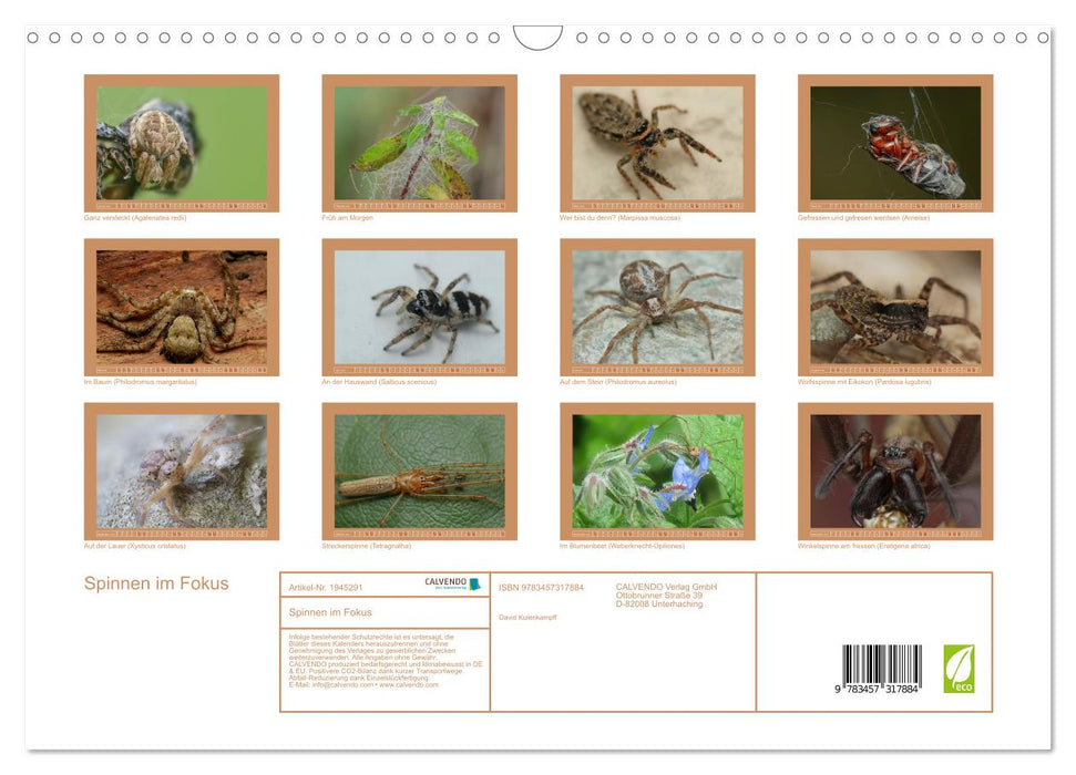 Spinnen im Fokus (CALVENDO Wandkalender 2026)