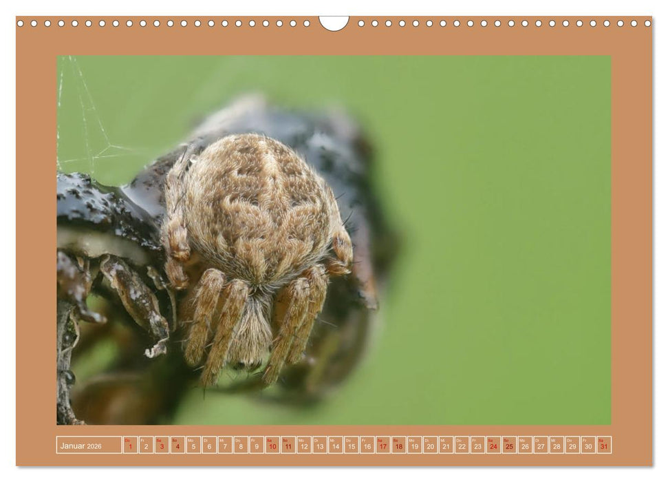 Spinnen im Fokus (CALVENDO Wandkalender 2026)