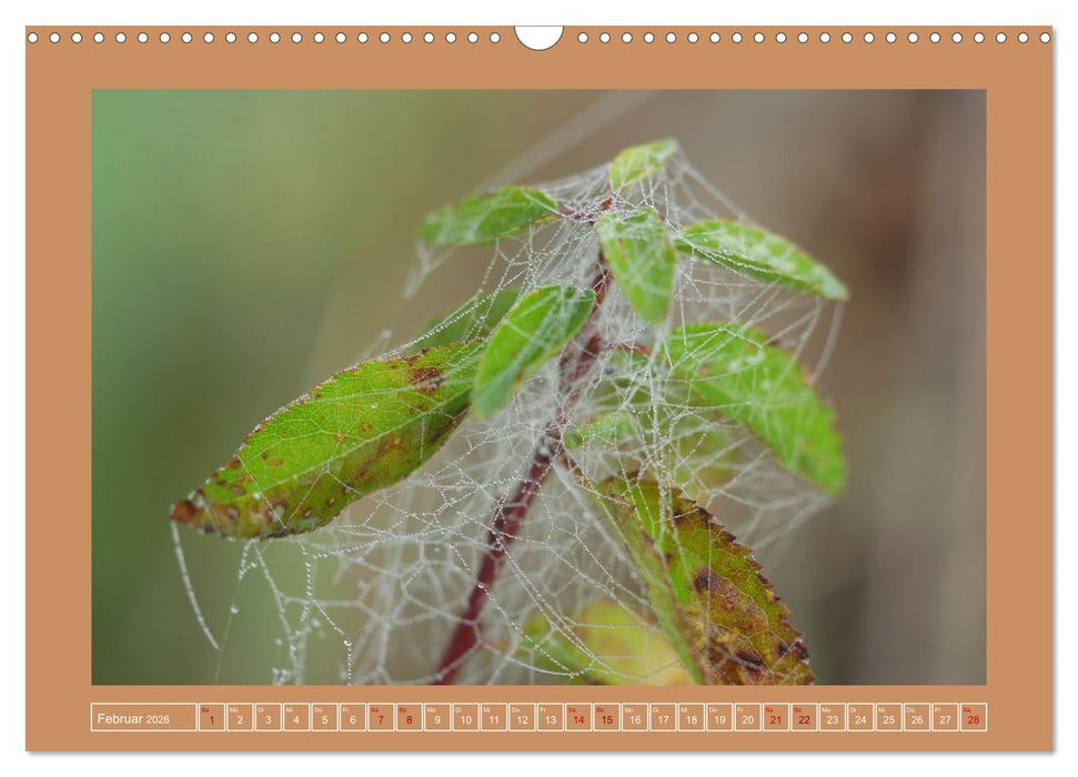 Spinnen im Fokus (CALVENDO Wandkalender 2026)