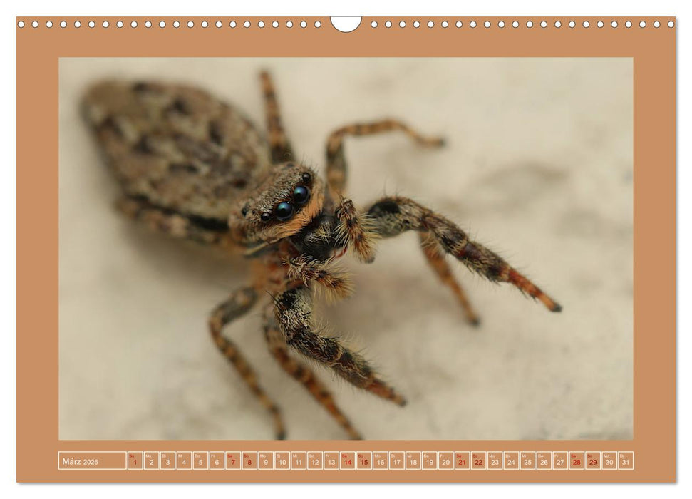 Spinnen im Fokus (CALVENDO Wandkalender 2026)