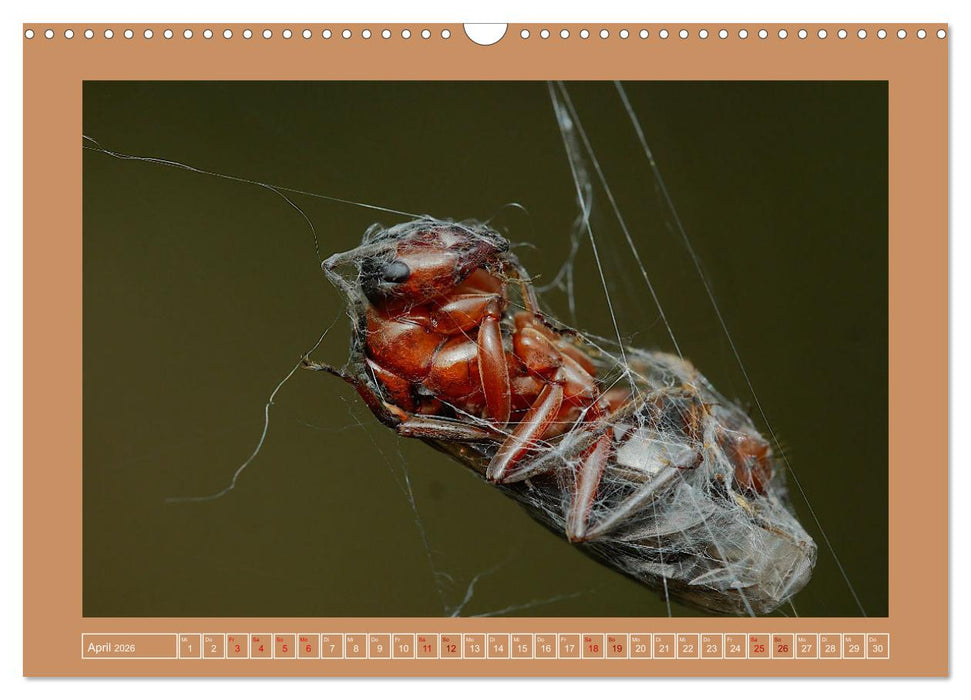 Spinnen im Fokus (CALVENDO Wandkalender 2026)