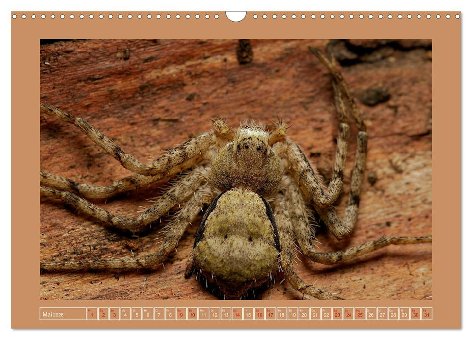 Spinnen im Fokus (CALVENDO Wandkalender 2026)