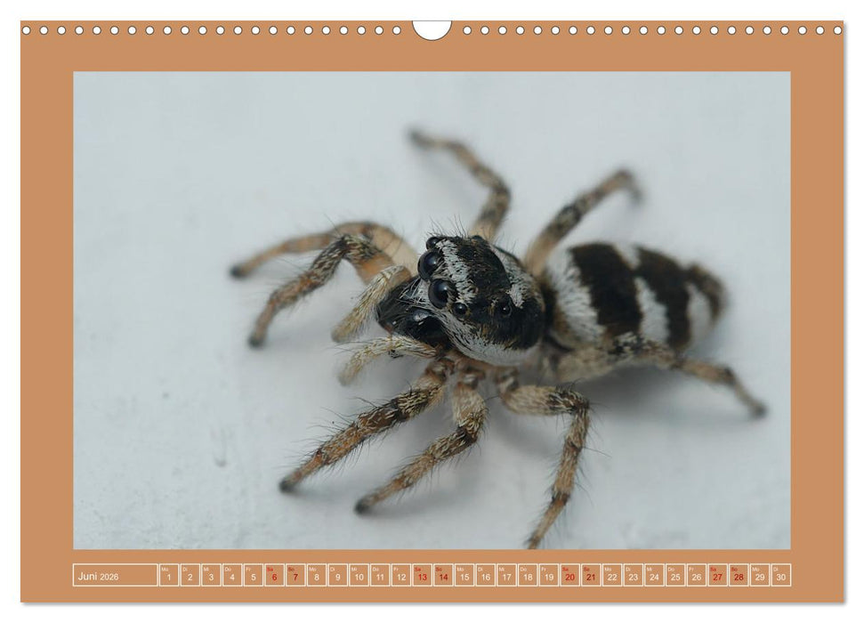Spinnen im Fokus (CALVENDO Wandkalender 2026)