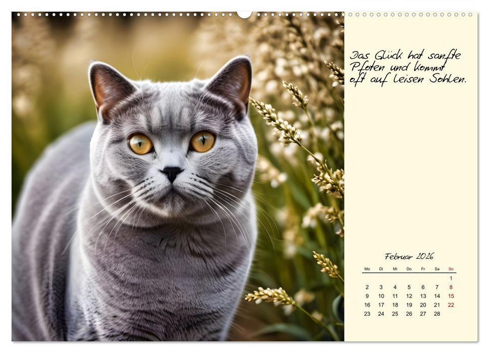 Katzen - Charakter und Schönheit (CALVENDO Premium Wandkalender 2026)