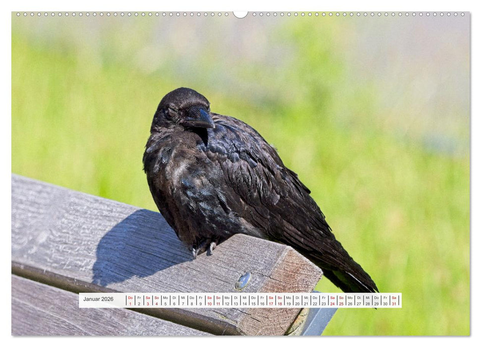 Krähenkinder - Schwarz, niedlich und immer hungrig (CALVENDO Premium Wandkalender 2026)