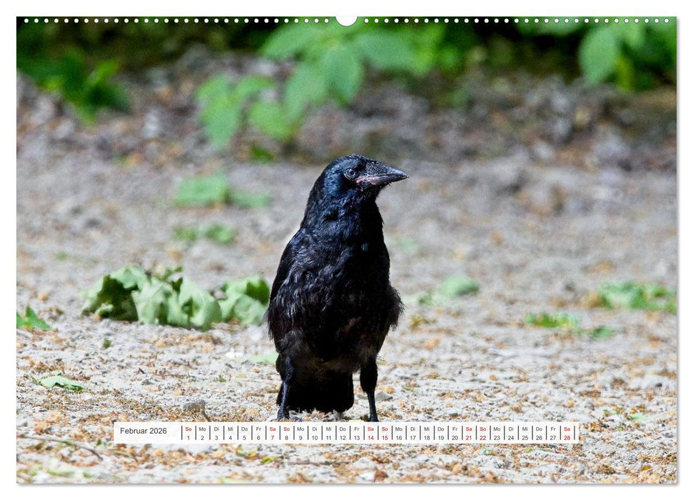 Krähenkinder - Schwarz, niedlich und immer hungrig (CALVENDO Premium Wandkalender 2026)