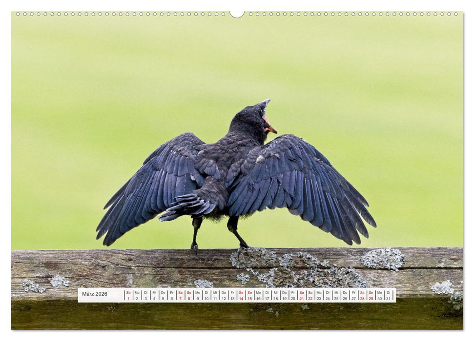 Krähenkinder - Schwarz, niedlich und immer hungrig (CALVENDO Premium Wandkalender 2026)