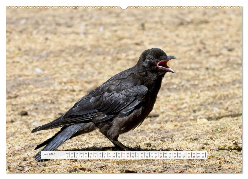 Krähenkinder - Schwarz, niedlich und immer hungrig (CALVENDO Premium Wandkalender 2026)