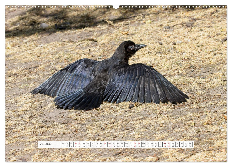Krähenkinder - Schwarz, niedlich und immer hungrig (CALVENDO Premium Wandkalender 2026)