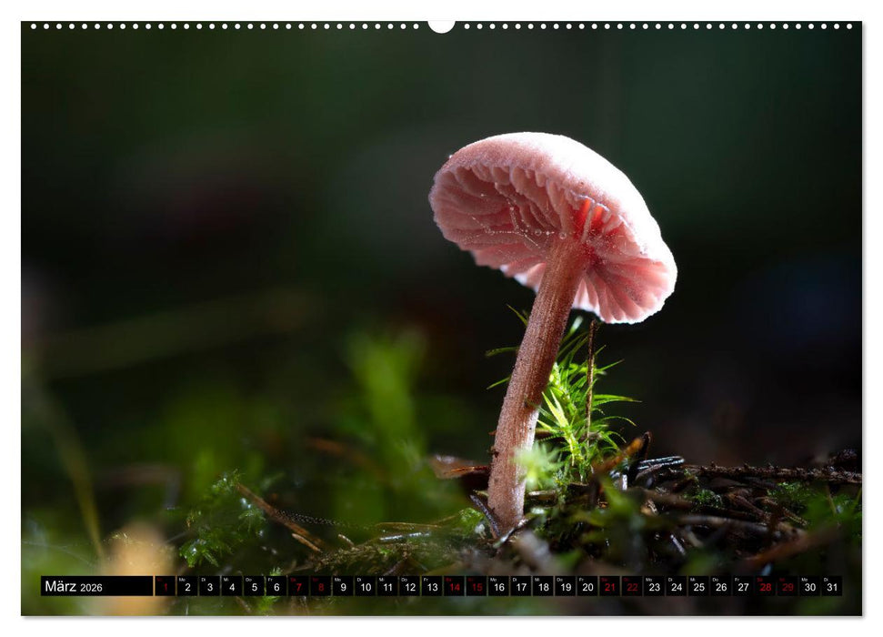 Wilde Pilze: Ein Kalender für Naturbegeisterte (CALVENDO Premium Wandkalender 2026)