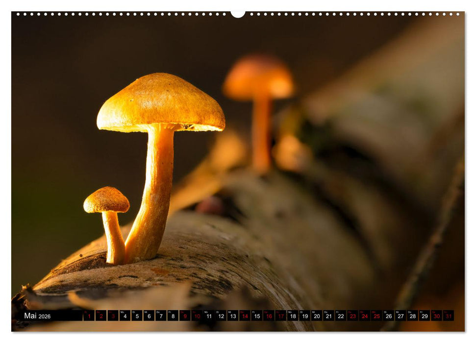 Wilde Pilze: Ein Kalender für Naturbegeisterte (CALVENDO Premium Wandkalender 2026)