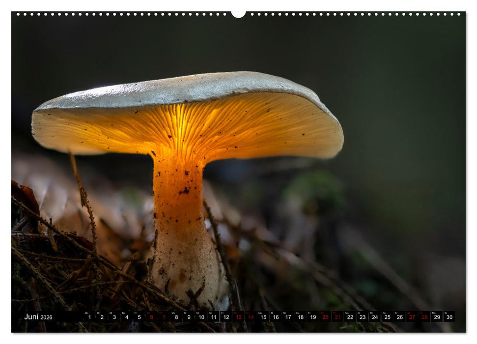 Wilde Pilze: Ein Kalender für Naturbegeisterte (CALVENDO Premium Wandkalender 2026)