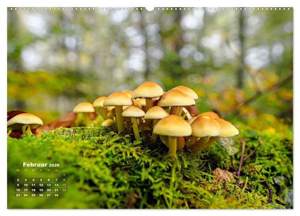 Fantastische Pilzwelten (CALVENDO Premium Wandkalender 2026)