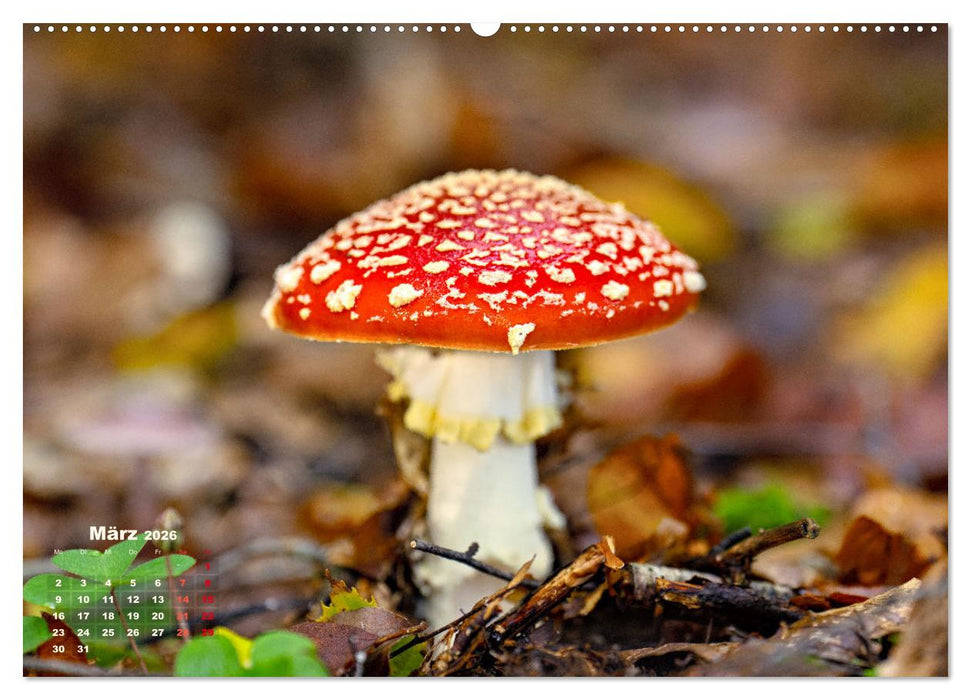 Fantastische Pilzwelten (CALVENDO Premium Wandkalender 2026)