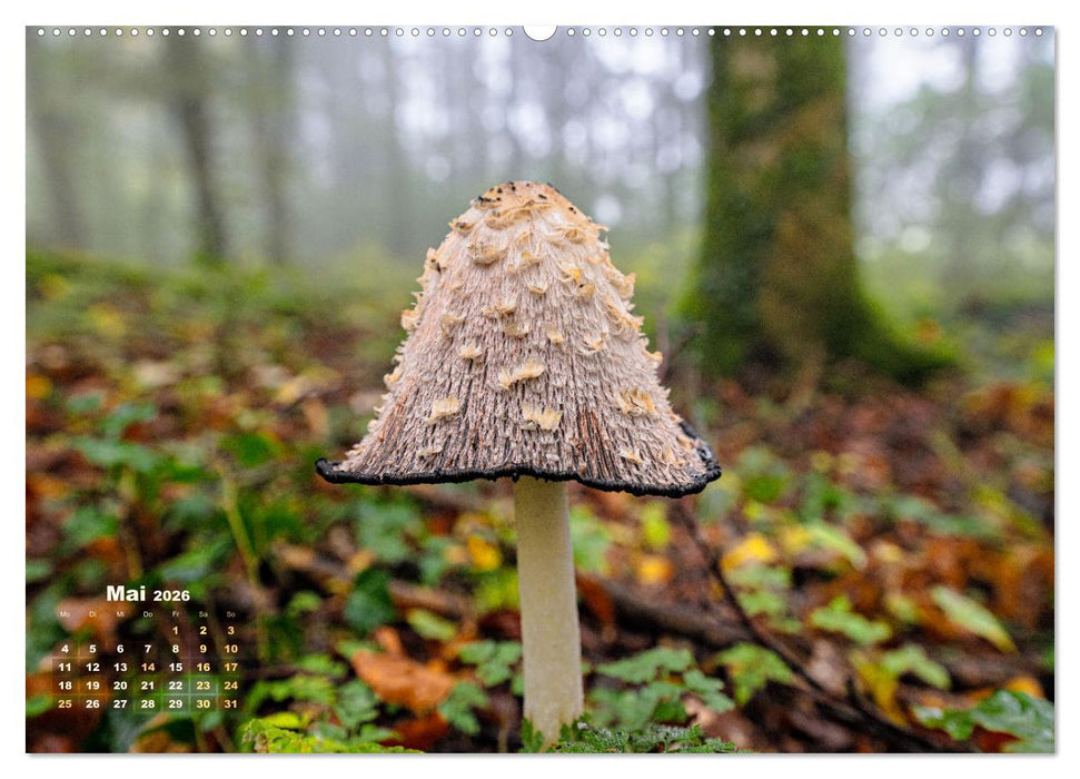 Fantastische Pilzwelten (CALVENDO Premium Wandkalender 2026)