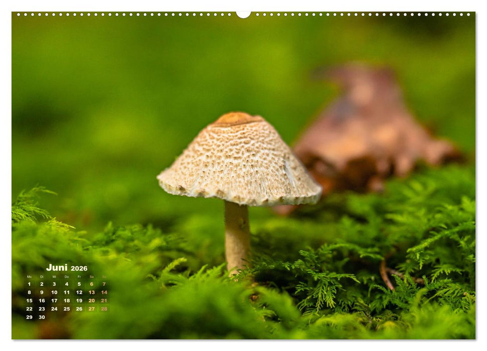 Fantastische Pilzwelten (CALVENDO Premium Wandkalender 2026)
