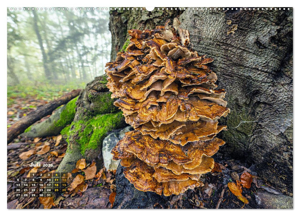 Fantastische Pilzwelten (CALVENDO Premium Wandkalender 2026)