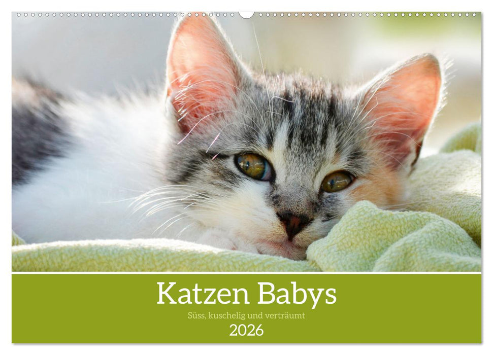 Katzenbabys (CALVENDO Wandkalender 2026)