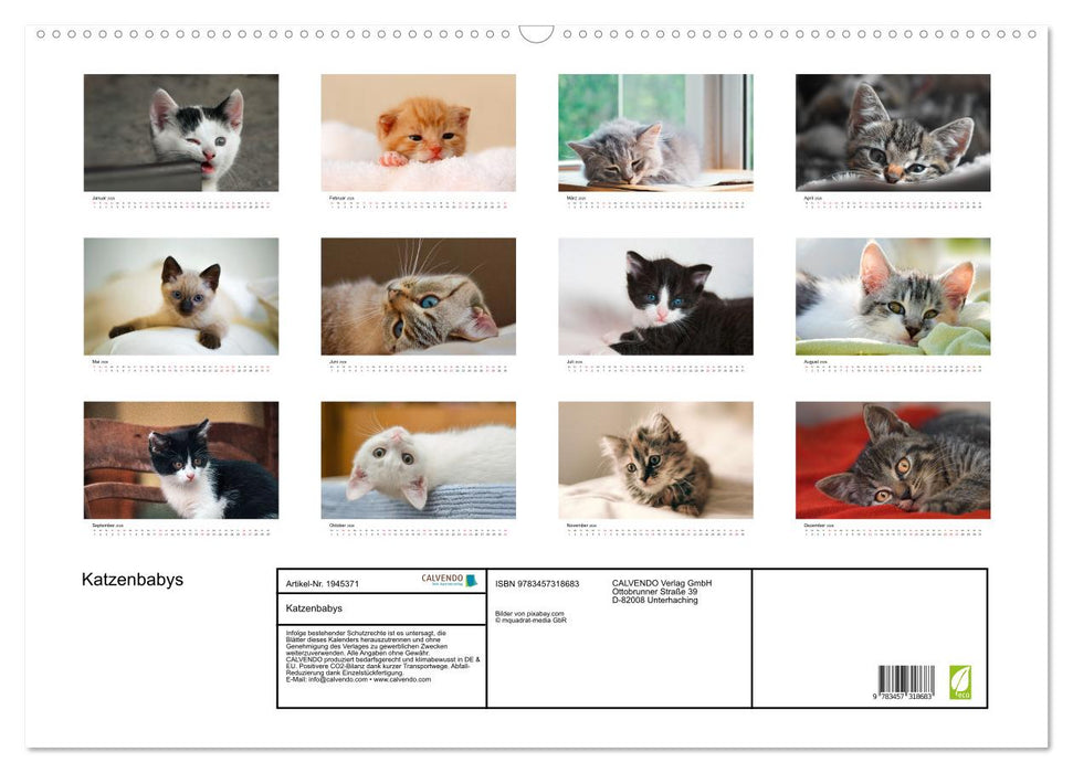 Katzenbabys (CALVENDO Wandkalender 2026)