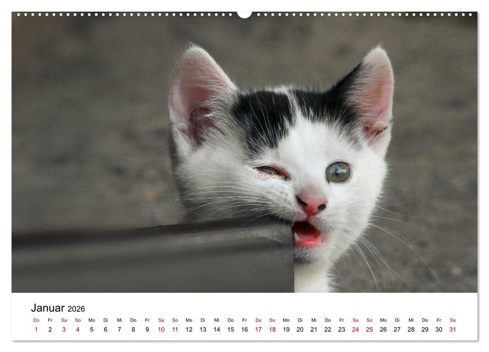 Katzenbabys (CALVENDO Wandkalender 2026)