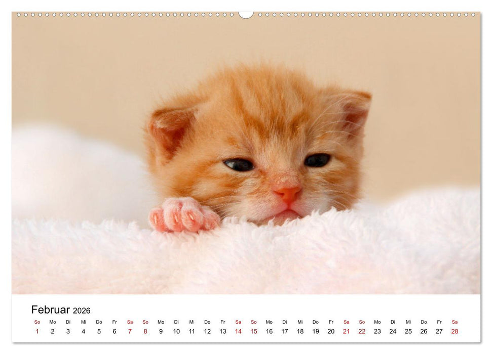 Katzenbabys (CALVENDO Wandkalender 2026)