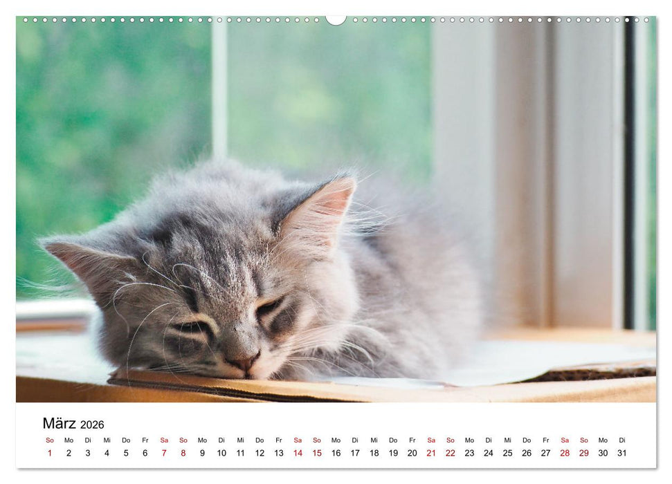 Katzenbabys (CALVENDO Wandkalender 2026)
