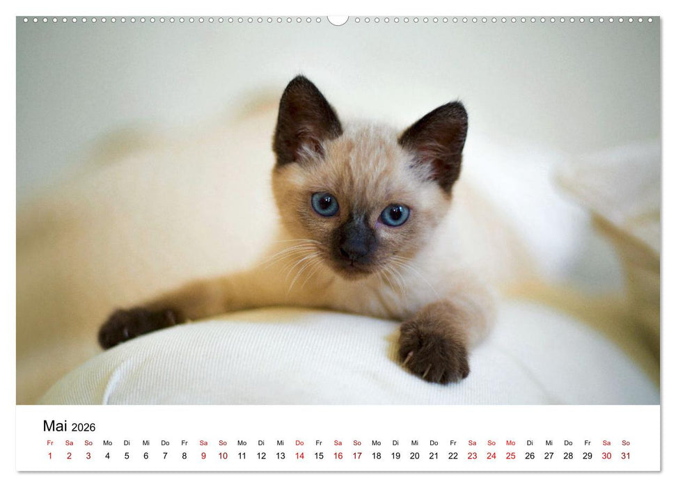 Katzenbabys (CALVENDO Wandkalender 2026)