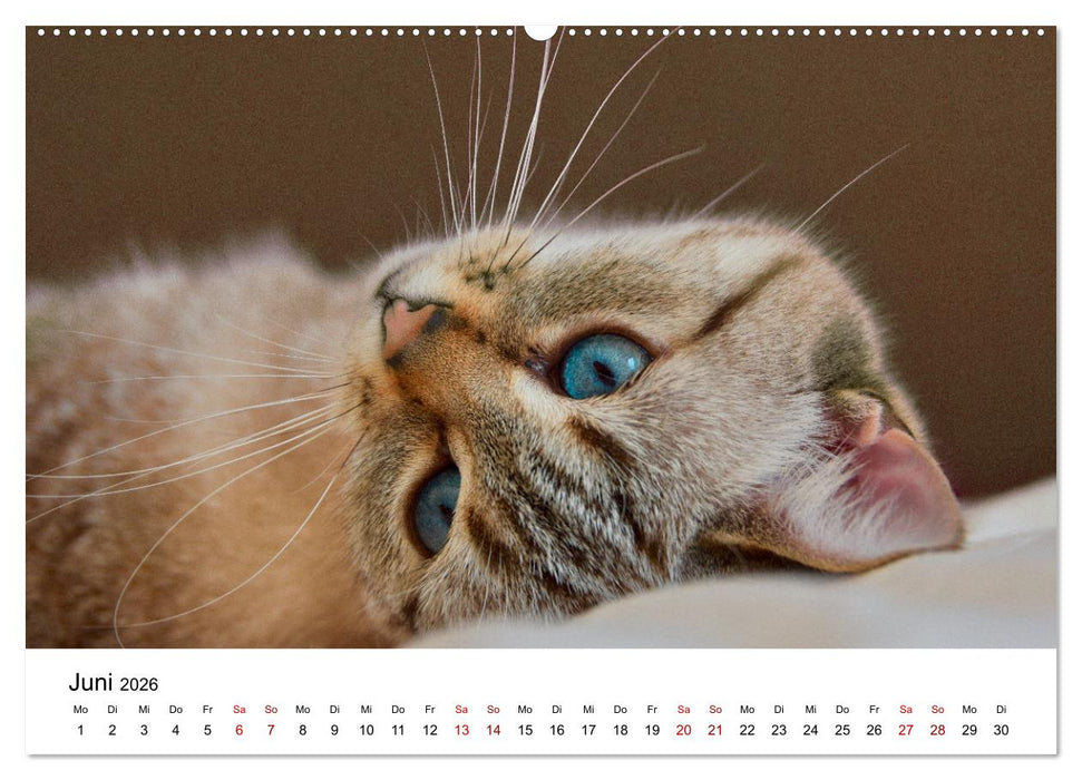 Katzenbabys (CALVENDO Wandkalender 2026)