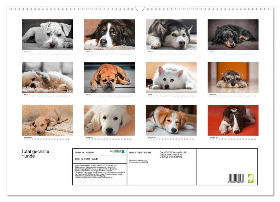 Total gechillte Hunde (CALVENDO Wandkalender 2026)