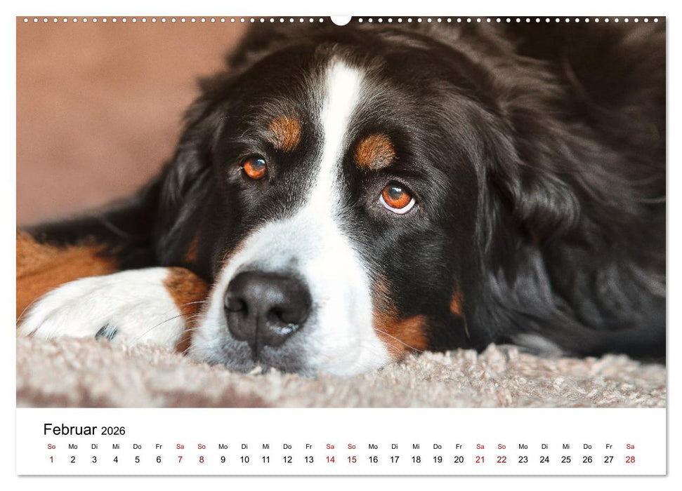 Total gechillte Hunde (CALVENDO Wandkalender 2026)